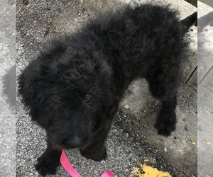 Labradoodle Puppy for sale in SPRINGDALE, AR, USA