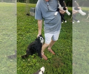 Father of the Border Collie puppies born on 05/18/2020