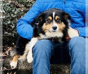 Father of the Aussiedoodle Miniature  puppies born on 11/16/2022