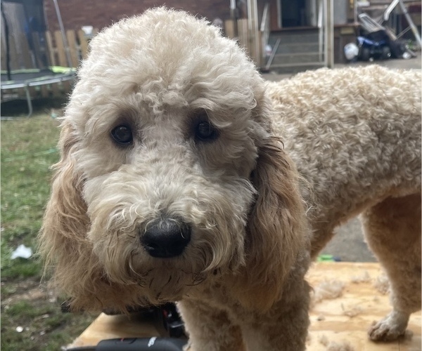 Medium Photo #1 Goldendoodle Puppy For Sale in ERIE, PA, USA