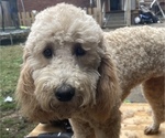 Small Photo #1 Goldendoodle Puppy For Sale in ERIE, PA, USA