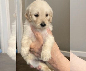 Goldendoodle Puppy for sale in FYFFE, AL, USA