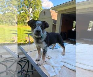 Mutt Dogs for adoption in Coldwater, MI, USA