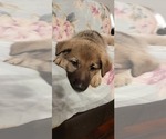 Small Photo #52 German Shepherd Dog Puppy For Sale in ANKENY, IA, USA