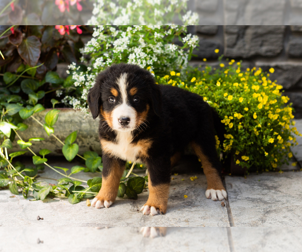 Medium Photo #2 Bernese Mountain Dog Puppy For Sale in MILLERSBURG, IN, USA