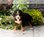 Small #1 Bernese Mountain Dog