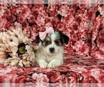 Small Photo #6 Cavapoo Puppy For Sale in ATGLEN, PA, USA