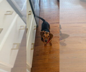 Beagle-Unknown Mix Dogs for adoption in House Springs, MO, USA