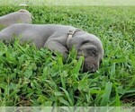 Small Photo #2 Weimaraner Puppy For Sale in SOCIAL CIRCLE, GA, USA