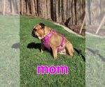 Small Photo #1 English Bulldog Puppy For Sale in MERCED, CA, USA