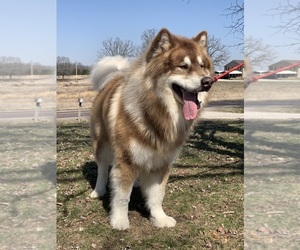 Father of the Alaskan Malamute puppies born on 05/07/2025