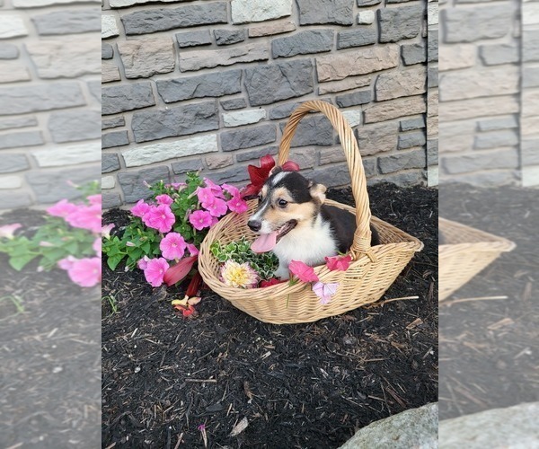 Medium Photo #19 Pembroke Welsh Corgi Puppy For Sale in PORT BYRON, NY, USA