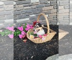 Small Photo #19 Pembroke Welsh Corgi Puppy For Sale in PORT BYRON, NY, USA