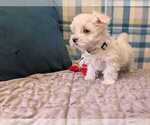 Small Photo #12 Maltese Puppy For Sale in OCALA, FL, USA