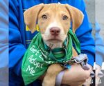 Small #1 Retriever  Mix