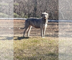 Mother of the Irish Wolfhound puppies born on 01/01/2025