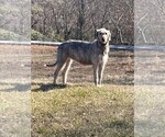 Small Photo #1 Irish Wolfhound Puppy For Sale in RAGLAND, AL, USA