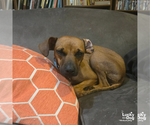 Small #7 Miniature Pinscher Mix