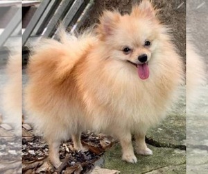 Pomeranian Puppy for sale in INDIANAPOLIS, IN, USA