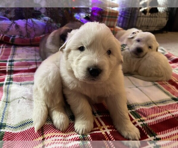 Medium Photo #7 Anatolian Pyrenees Puppy For Sale in CULDESAC, ID, USA