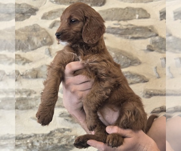 Medium Photo #3 Irish Doodle (Miniature) Puppy For Sale in NEW HOLLAND, PA, USA
