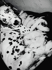 Mother of the Dalmatian puppies born on 09/02/2017