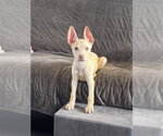 Small #7 Siberian Husky Mix