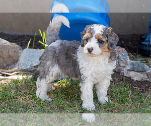Bernedoodle (Miniature) Puppy for sale in ROY, UT, USA