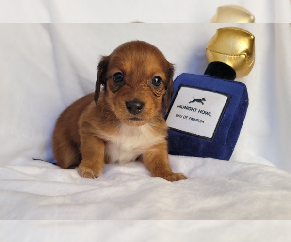 Medium Photo #1 Dachshund Puppy For Sale in PINSON, AL, USA