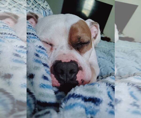 Medium Photo #21 American Staffordshire Terrier-Boxer Mix Puppy For Sale in Caribou, ME, USA