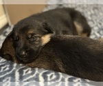 Small Photo #7 German Shepherd Dog Puppy For Sale in GREEN COVE SPRINGS, FL, USA