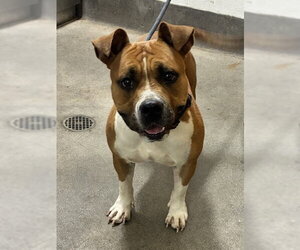 Mutt Dogs for adoption in Forestville, MD, USA
