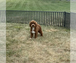 Small #6 Maltipoo