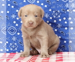 Small Photo #7 Labrador Retriever Puppy For Sale in MARSHFIELD, MO, USA