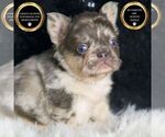 Image preview for Ad Listing. Nickname: Zero AKC