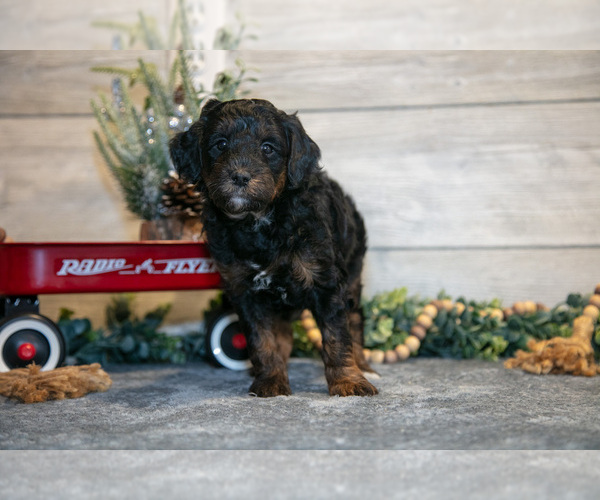 Medium Photo #15 Goldendoodle (Miniature) Puppy For Sale in MIDDLEBURY, IN, USA