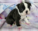 Small #18 Boston Terrier