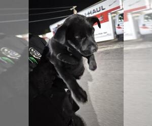 Labrador Retriever-Unknown Mix Dogs for adoption in San Antonio, TX, USA