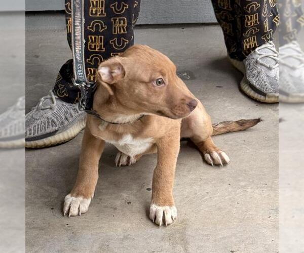 Medium Photo #1 American Staffordshire Terrier-Labrador Retriever Mix Puppy For Sale in San Antonio, TX, USA
