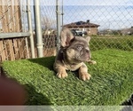 Small #15 French Bulldog