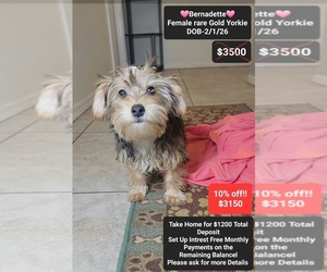 Yorkshire Terrier Puppy for Sale in TUCSON, Arizona USA