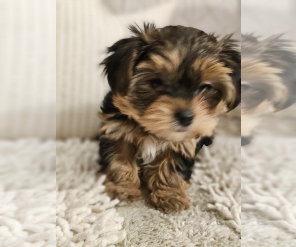 Medium Photo #7 Yorkshire Terrier Puppy For Sale in SALEM, OR, USA