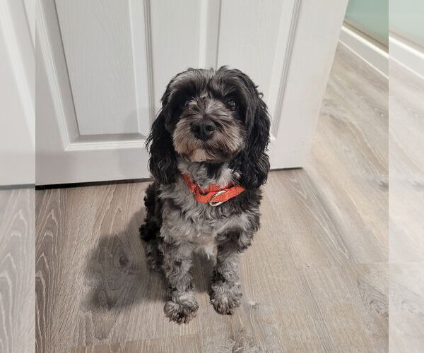 Medium Photo #2 Cock-A-Poo Puppy For Sale in Marine City, MI, USA