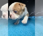 Small #5 Boston Terrier
