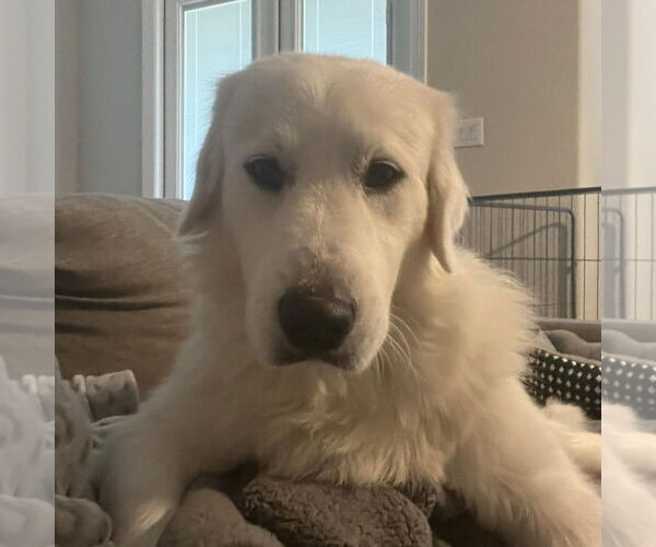 Medium Photo #10 Great Pyrenees Puppy For Sale in Dallas, TX, USA