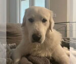 Small #9 Great Pyrenees
