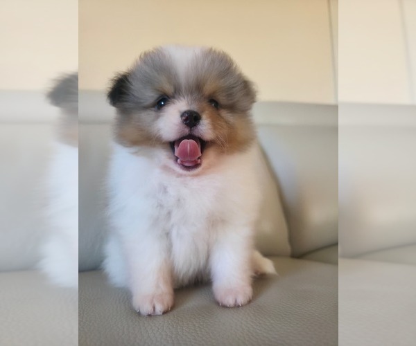 Medium Photo #6 Pomeranian Puppy For Sale in SAN JOSE, CA, USA