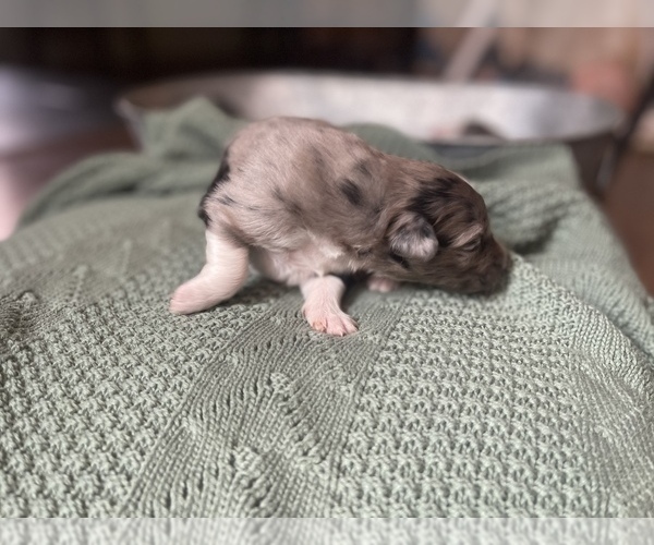Medium Photo #6 Australian Shepherd Puppy For Sale in YADKINVILLE, NC, USA