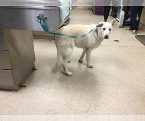 Siberian Husky-Unknown Mix Dogs for adoption in Riverside, CA, USA