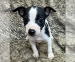 Small #2 Rat Terrier